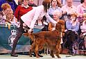 crufts103