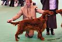 crufts109