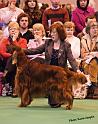 crufts134