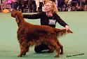 crufts2