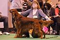 crufts27