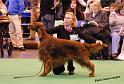 crufts3