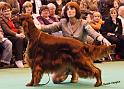 crufts37