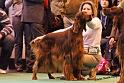 crufts39