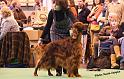 crufts44