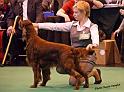 crufts60