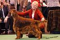 crufts66