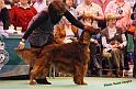 crufts80