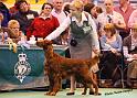 crufts83