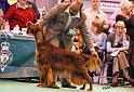 crufts96