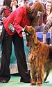 crufts_1003