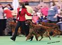 crufts_1004