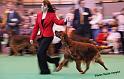 crufts_1008