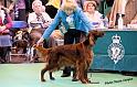 crufts_1016