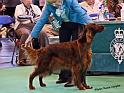 crufts_1022