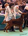 crufts_1027