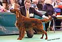 crufts_1030