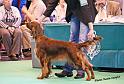 crufts_1037