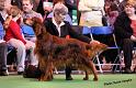 crufts_104