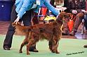 crufts_1042