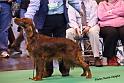 crufts_1043