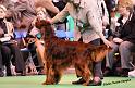 crufts_105