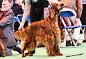 crufts_107