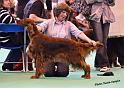 crufts_1075