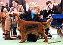 crufts_1078