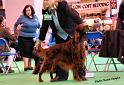 crufts_109