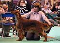 crufts_1096