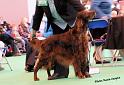 crufts_110