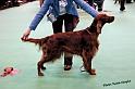 crufts_1104