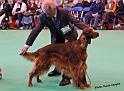 crufts_1134