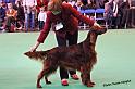 crufts_1137