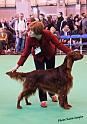 crufts_1140