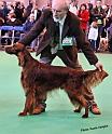 crufts_1142