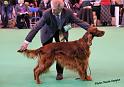 crufts_1149