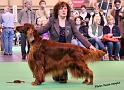 crufts_118