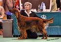 crufts_1180