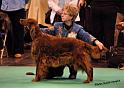 crufts_1189