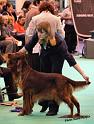 crufts_1191