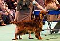 crufts_1218