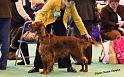 crufts_1223