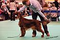 crufts_1234