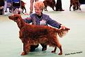 crufts_1237