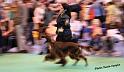 crufts_1241