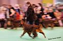 crufts_1248