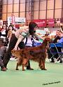 crufts_126