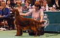 crufts_1262